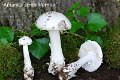 Amanita strobiliformis-amf231-1
